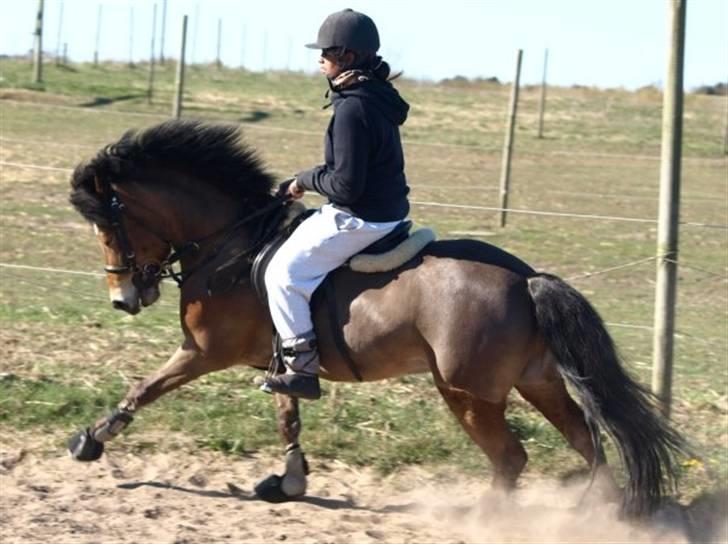 Anden særlig race Robin - * solgt * ! <3 d: - mig og robin dressur d. 18. apr. 09 billede 2