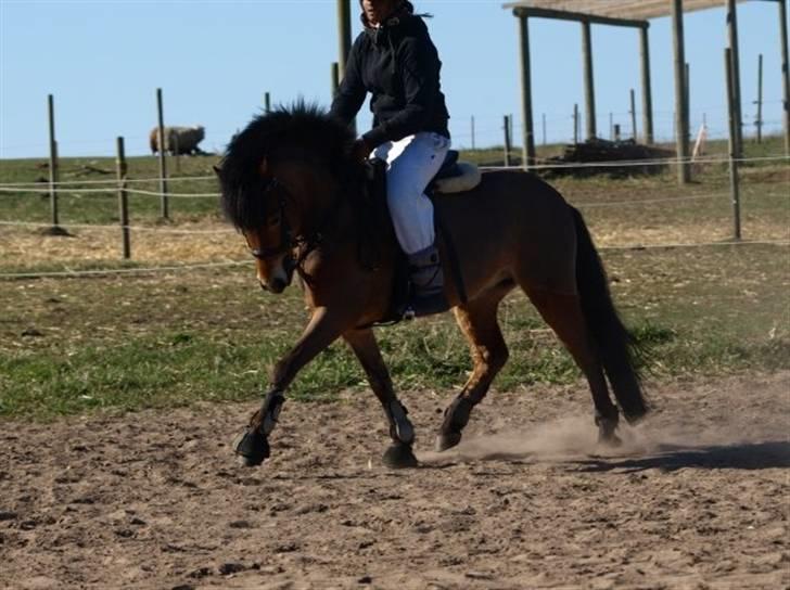 Anden særlig race Robin - * solgt * ! <3 d: - mig og robin dressur d. 18. apr. 09 billede 3