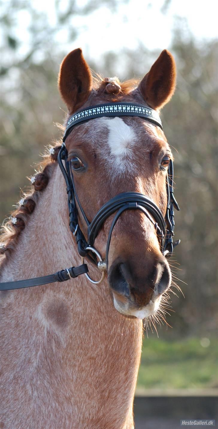 Welsh Pony (sec B) Bjerregårds Eros <3   - Velkommen til Eros` Profil !! (:  billede 1