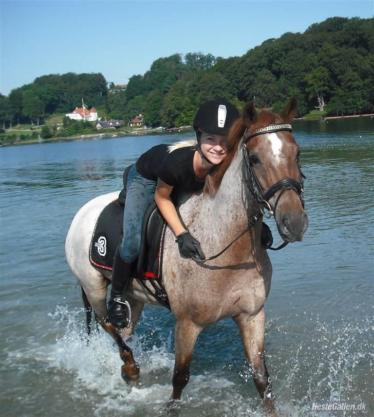 Welsh Pony (sec B) Bjerregårds Eros <3   - På stranden August 2009 :D billede 3