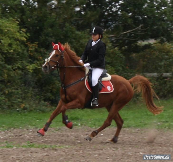 Anden særlig race Miss Mabel I ILU I - D-stævne i TURK. Lc eller LB (: Perfekt pony *; billede 7