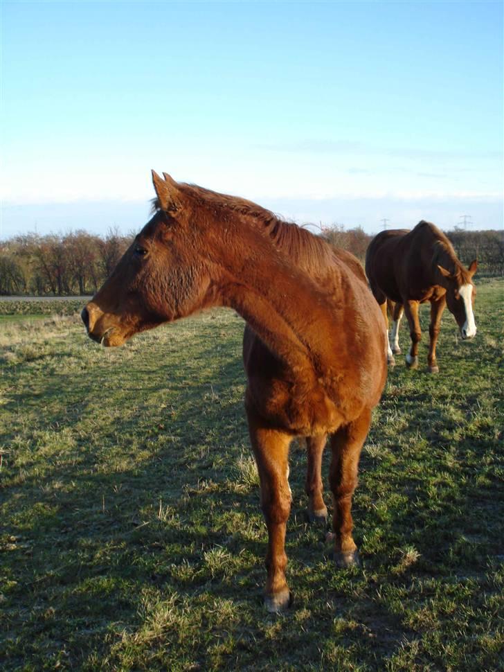 Anden særlig race Lukas billede 6