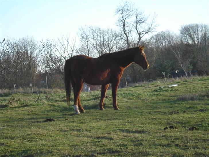 Anden særlig race Lukas billede 7