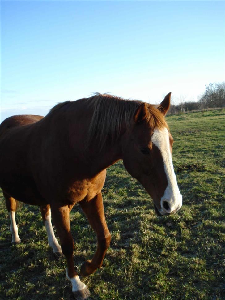 Dansk Varmblod Kiri billede 7