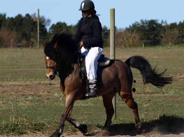 Anden særlig race Robin - * solgt * ! <3 d: - mig og robin dressur d. 18. apr. 09 billede 5