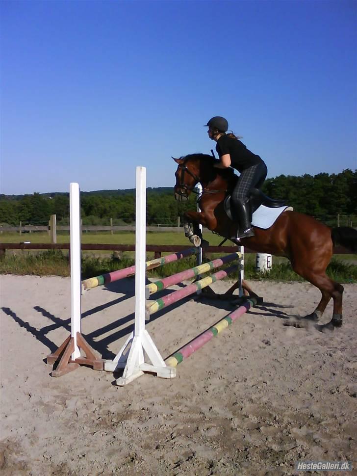 New Forest Dino Dynamit   - spring, sommer 08 billede 6