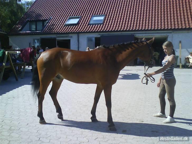 New Forest Dino Dynamit   - Dino og Louise på ridelejr :) sommer 08 billede 7