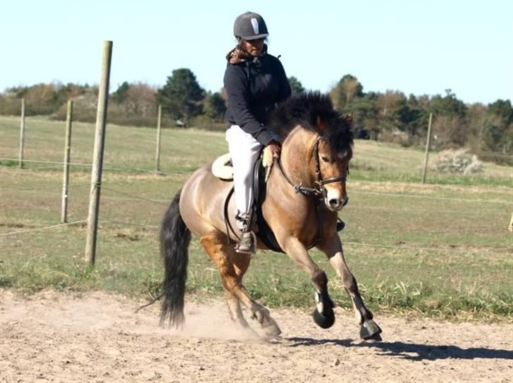 Anden særlig race Robin - * solgt * ! <3 d: - mig og robin dressur d. 18. apr. 09 billede 6