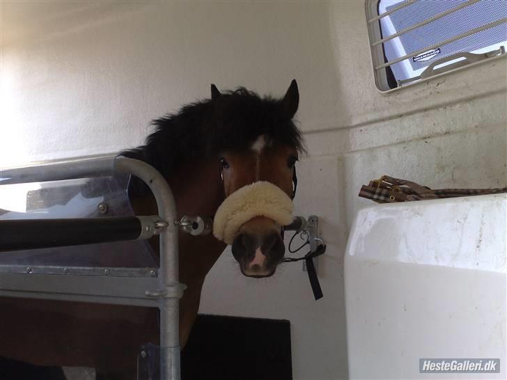 Anden særlig race Robin - * solgt * ! <3 d: - er han iiik´´ kær ?! :b  billede 7