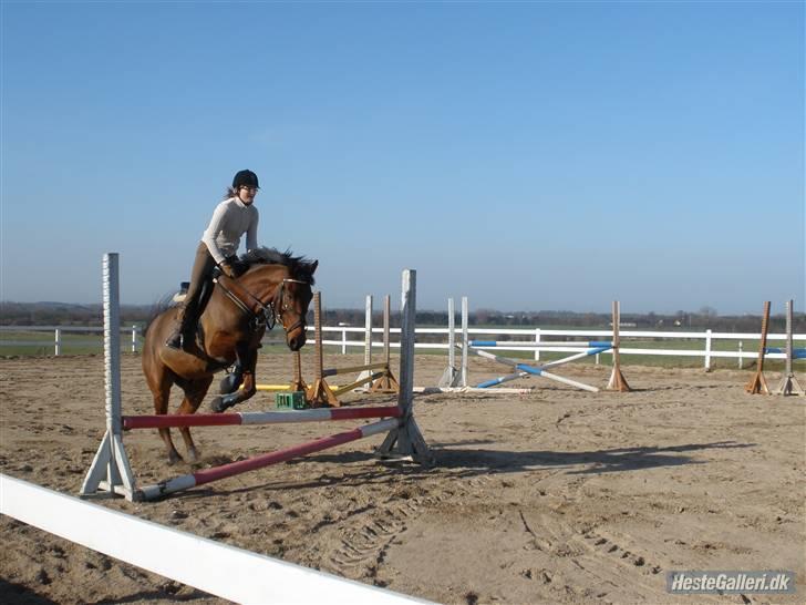 Oldenborg / fuldblod Cadiz <3 - springunderviser Henriett og Cadiz hopper lidt :) billede 14