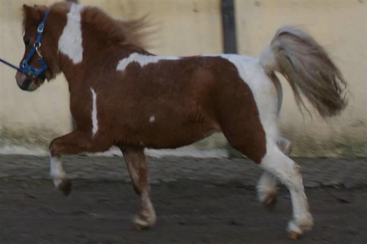 Miniature Scout Zodiacs Little Boy  - Super sexy Little Boy... Se hans gang :O Deet smukt!!!! billede 20