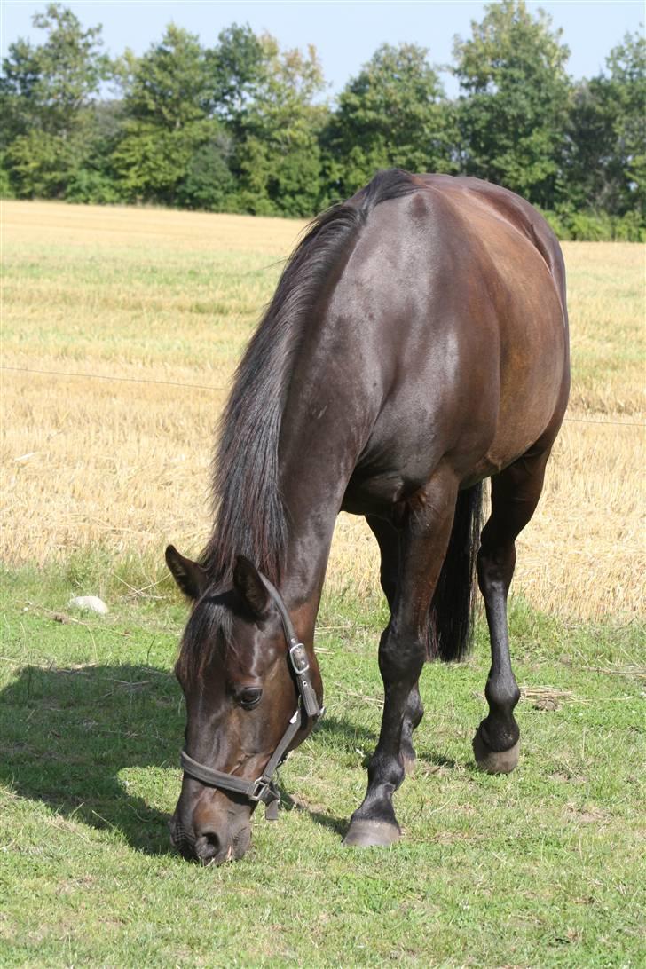 Anden særlig race Prins <3 - Prins på fold :)   FOTO: Sis :) billede 13