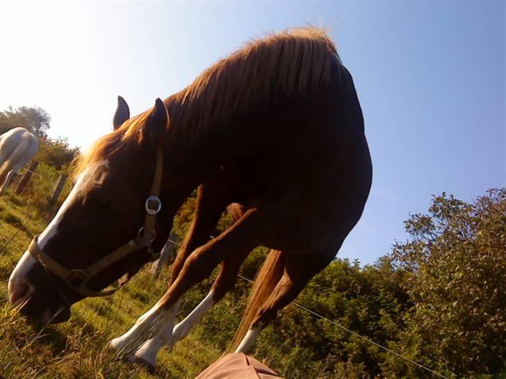 DSP Ofelia  billede 9