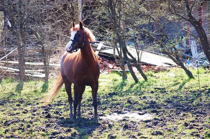 DSP Ofelia  billede 6