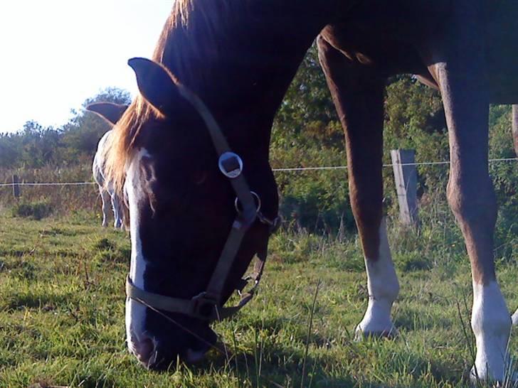 DSP Ofelia  billede 10