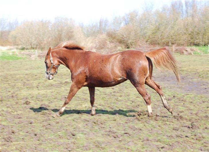 DSP Ofelia  billede 11