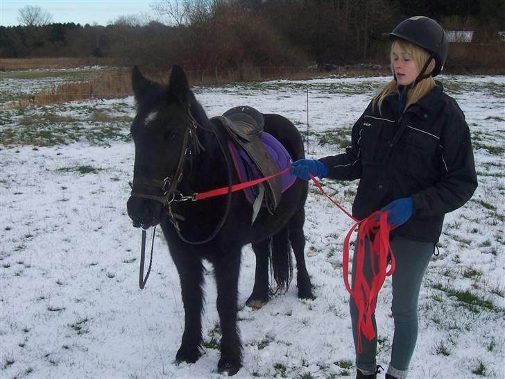 Fell pony Kurreholms Jackpot UDLÅNT billede 11
