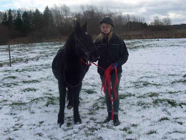 Fell pony Kurreholms Jackpot UDLÅNT billede 12