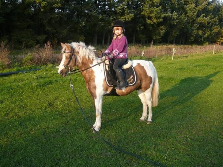 Pinto  Maggie Aflivet *R.I.P* billede 2