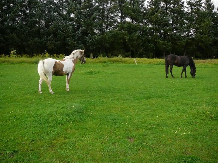 Pinto  Maggie Aflivet *R.I.P* - Ny på mark uuuuha billede 5