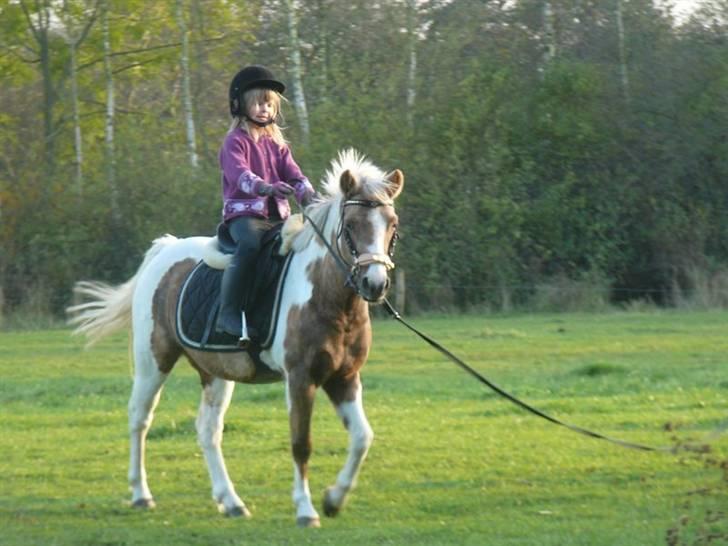 Pinto  Maggie Aflivet *R.I.P* - 1. gang i longe billede 7