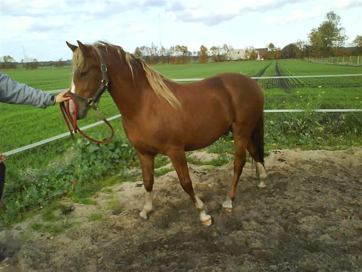 Anden særlig race Stald Nino`s Calido billede 1