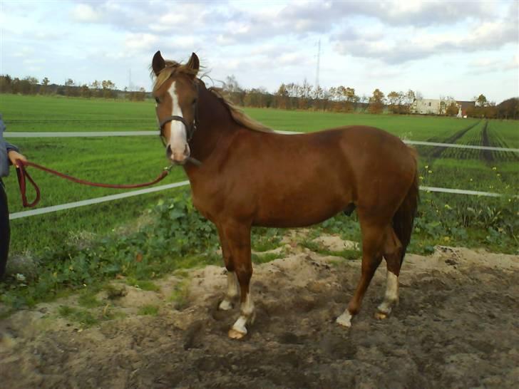 Anden særlig race Stald Nino`s Calido billede 2