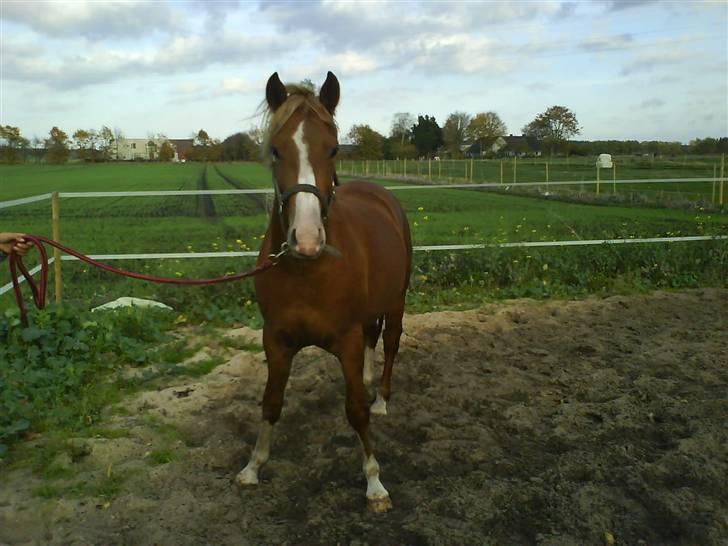 Anden særlig race Stald Nino`s Calido billede 3