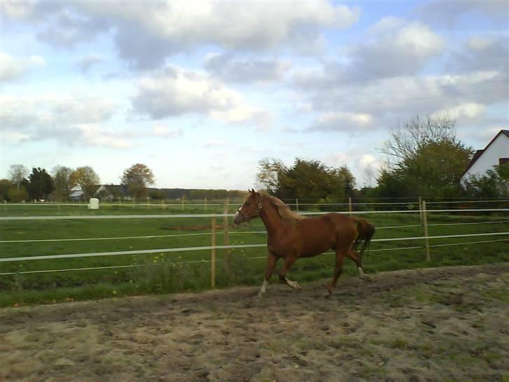 Anden særlig race Stald Nino`s Calido billede 4