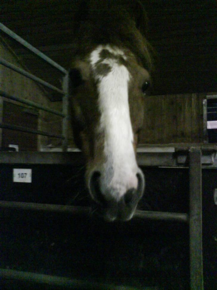 Anden særlig race BamBam *Solgt* ;( - BamBam i boksen :b billede 4