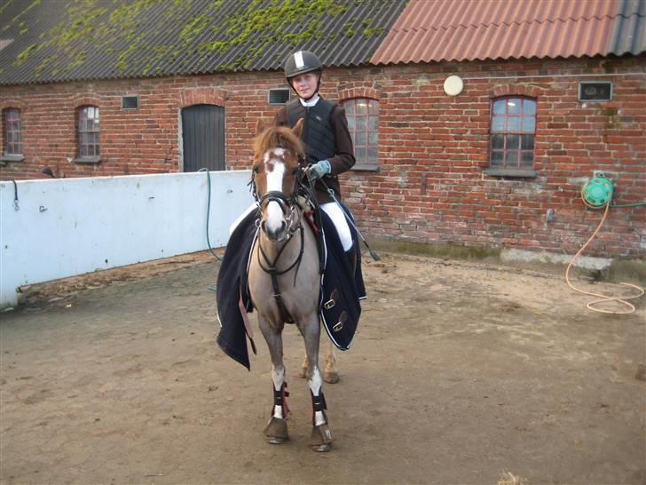 Anden særlig race BamBam *Solgt* ;( - til stævne med Sara ;D  billede 6