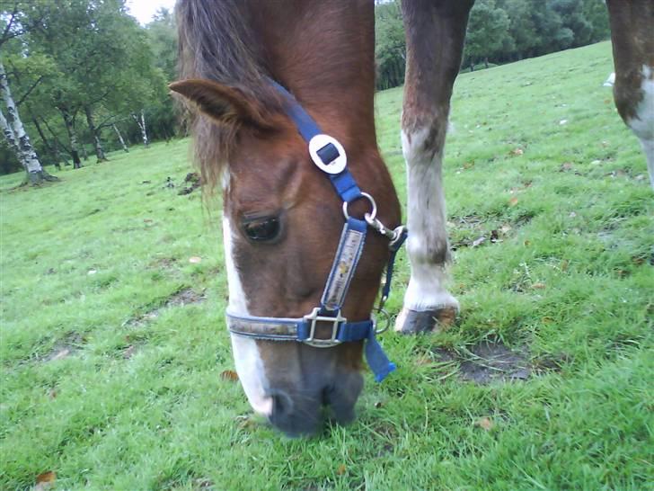 Anden særlig race BamBam *Solgt* ;( - igen på vejlevejs folden hvor han græsser x) billede 7