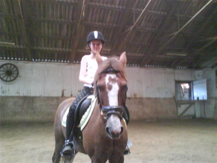 Anden særlig race BamBam *Solgt* ;( - hygge dag i ride hallen :D billede 8