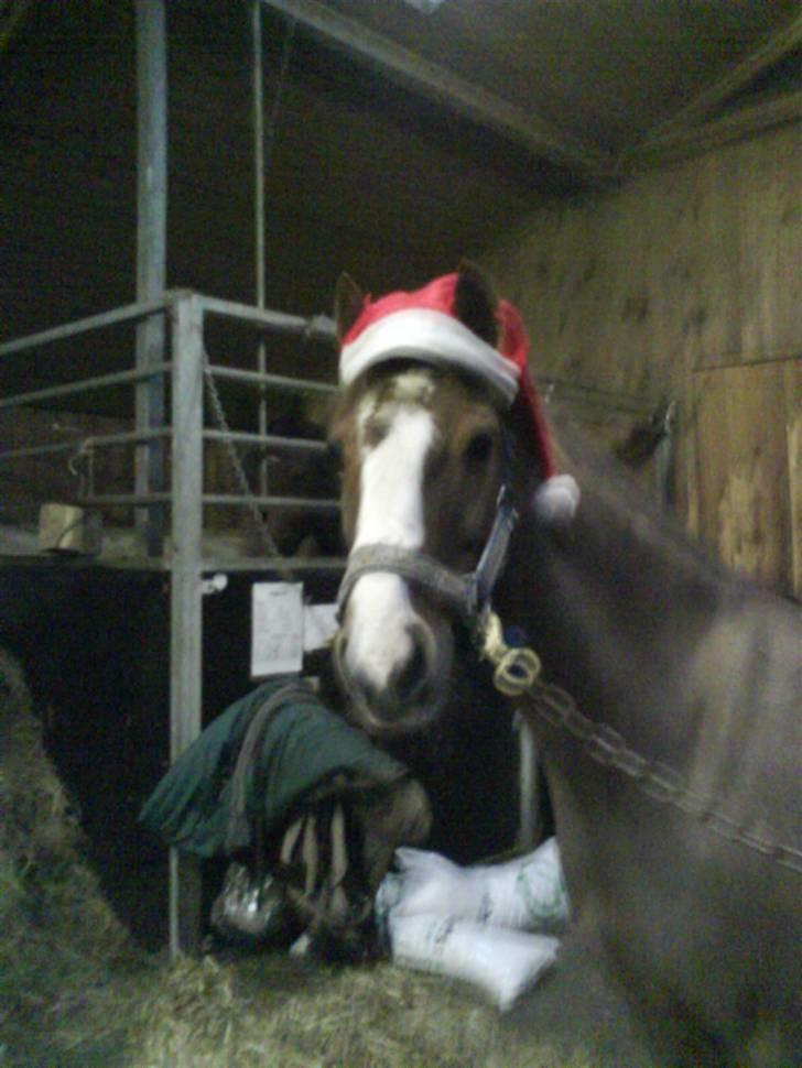 Anden særlig race BamBam *Solgt* ;( - Bamse i jule humør :b billede 9