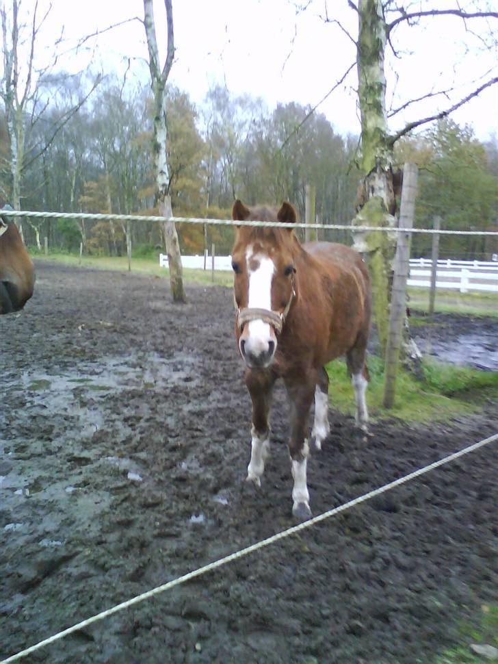 Anden særlig race BamBam *Solgt* ;( - på løbefold med palle xD billede 12