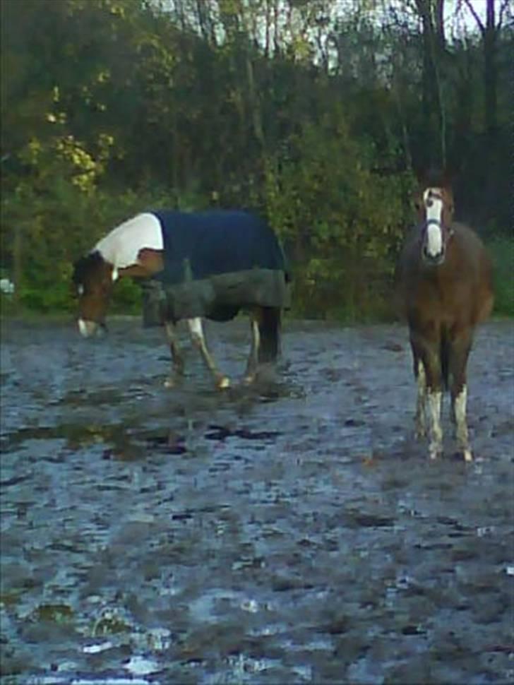 Anden særlig race BamBam *Solgt* ;( - på fold med juppe xD billede 13