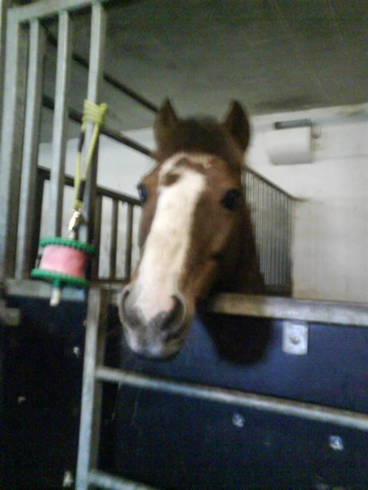 Anden særlig race BamBam *Solgt* ;( - i boksen :D billede 14