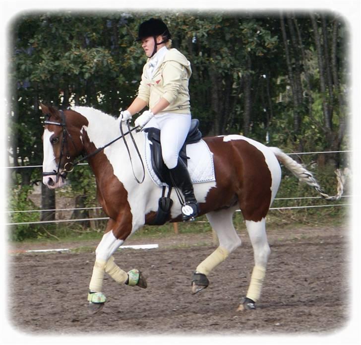 Pinto Mosedals Pinochio LANDSPONY [SOLGT] - Fantastisk galop!  billede 4