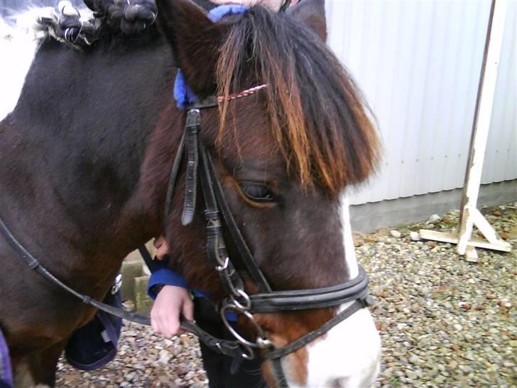 Anden særlig race Stormy | SOLGT | - til stævne billede 13