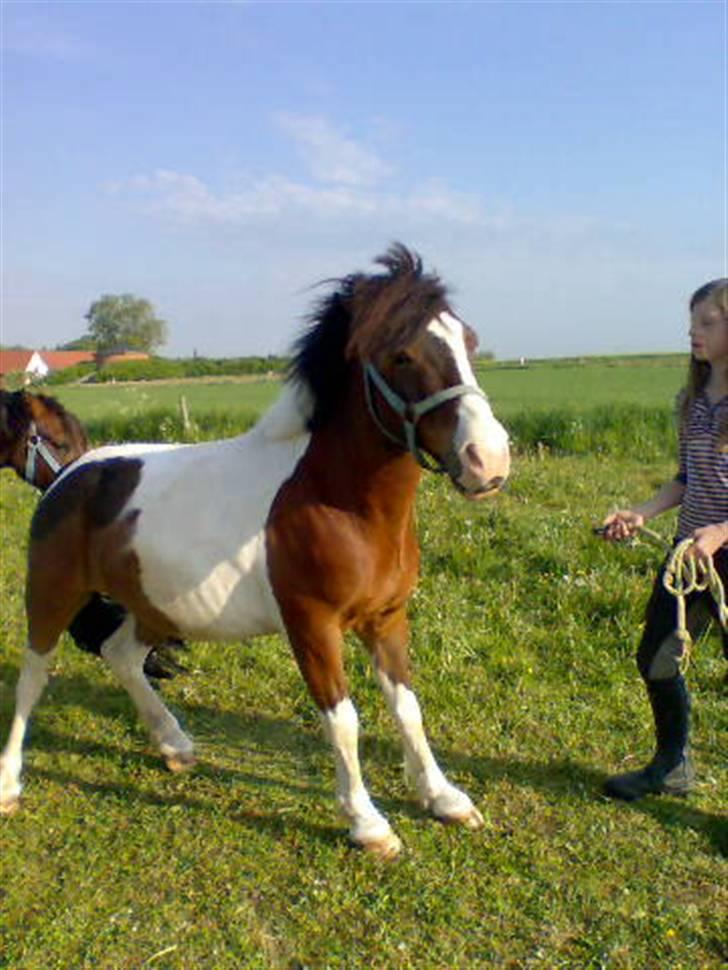 Anden særlig race Stormy | SOLGT | - på folden-  billede 16