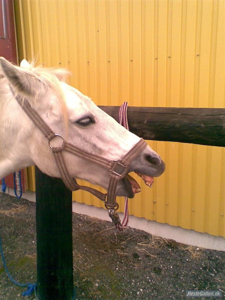 Welsh Pony (sec B) vivaldi - se er han ikke sød billede 2