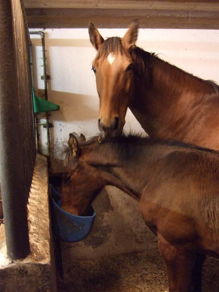 Dansk Varmblod RDH Solejs Charisma SOLGT billede 11