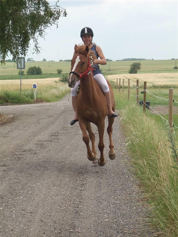 Anden særlig race Miss Mabel I ILU I - Drømmepony. <3 billede 8