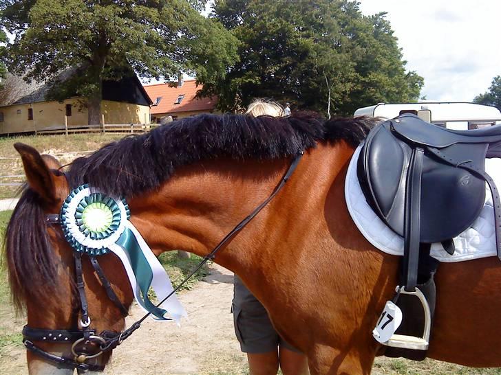 New Forest Stegstedgaards Lynette  billede 6