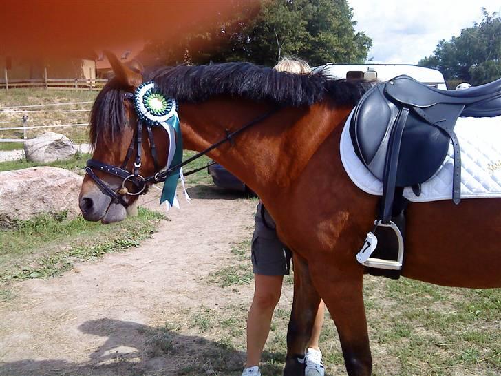 New Forest Stegstedgaards Lynette  billede 7