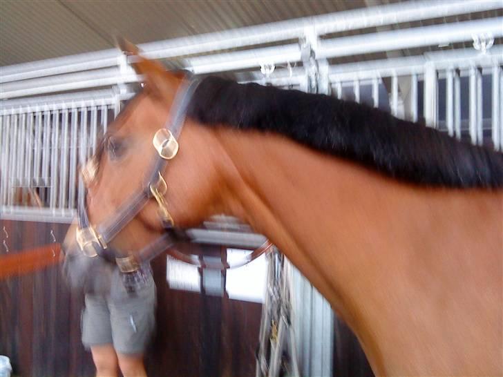 New Forest Stegstedgaards Lynette  billede 8