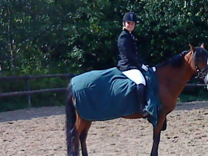 New Forest Stegstedgaards Lynette  billede 9