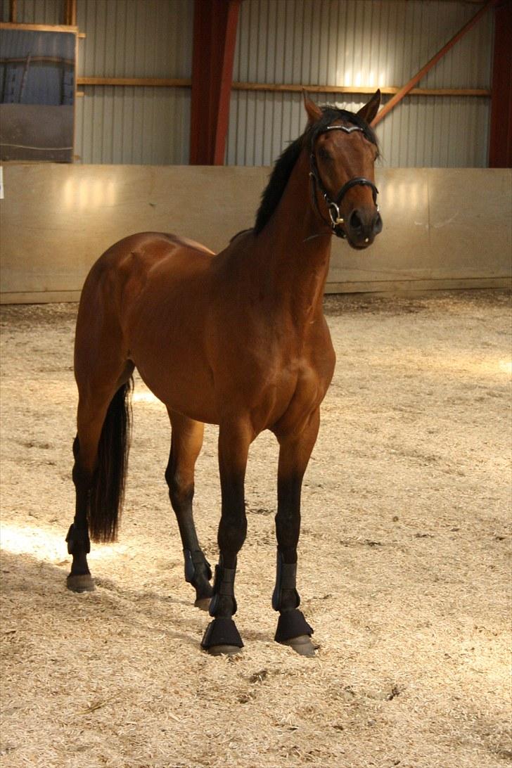 Dansk Varmblod Rimplers Hector Pascal - Hector Pascal:) billede 1