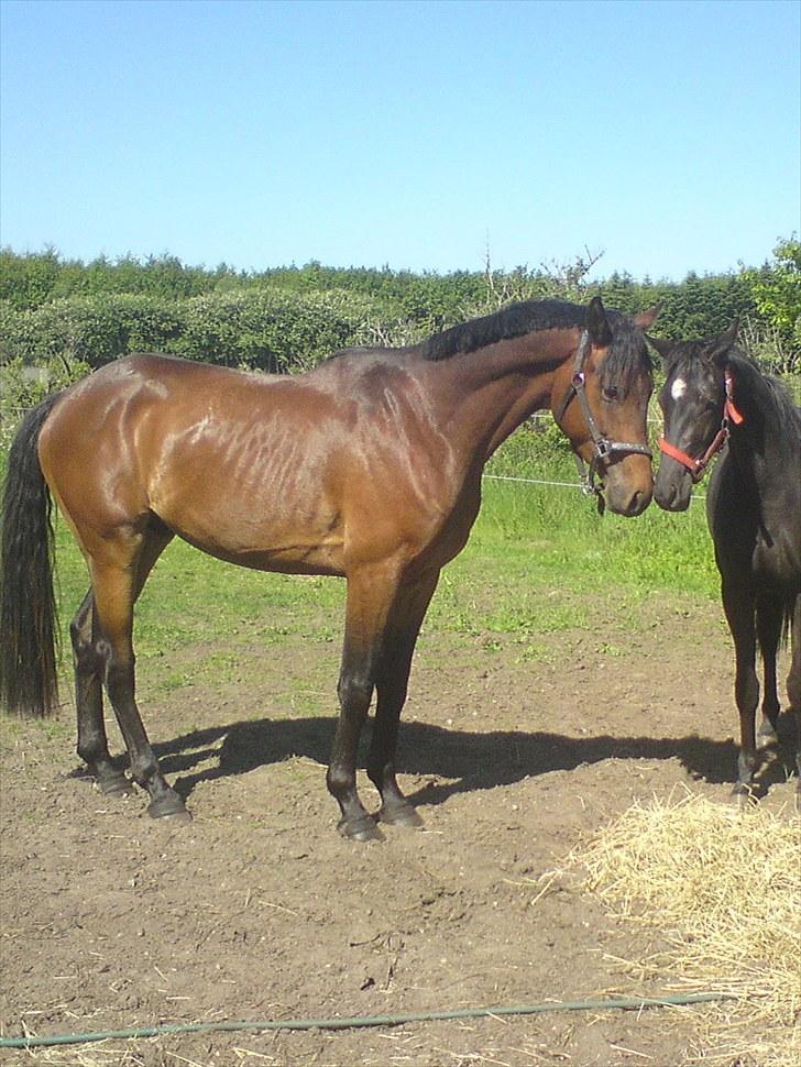 Dansk Varmblod Rimplers Hector Pascal - Bror og søster. billede 2