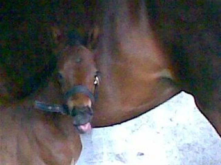 Dansk Varmblod Rimplers Hector Pascal - lille baby:) billede 3